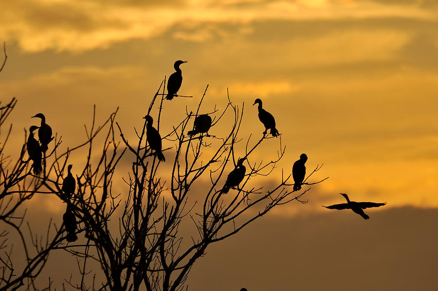 Cormorant Roost 123009-403  : Critters : Will Dickey Florida Fine Art Nature and Wildlife Photography - Images of Florida's First Coast - Nature and Landscape Photographs of Jacksonville, St. Augustine, Florida nature preserves