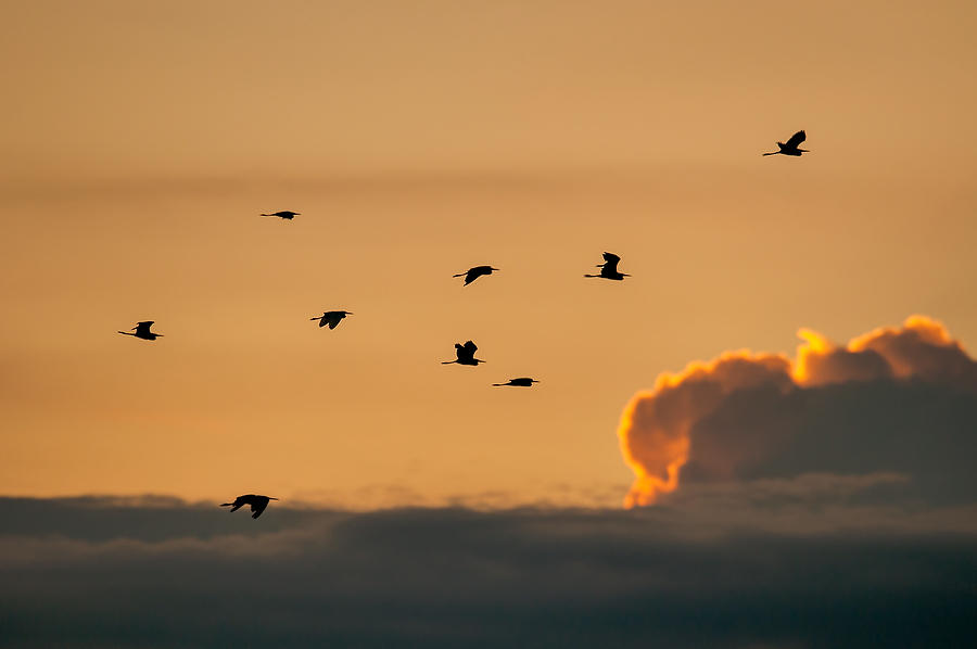 Dawn Egrets          081011-16  : Critters : Will Dickey Florida Fine Art Nature and Wildlife Photography - Images of Florida's First Coast - Nature and Landscape Photographs of Jacksonville, St. Augustine, Florida nature preserves