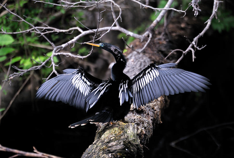 Dunns Creek Anhinga 033109-12  : Critters : Will Dickey Florida Fine Art Nature and Wildlife Photography - Images of Florida's First Coast - Nature and Landscape Photographs of Jacksonville, St. Augustine, Florida nature preserves