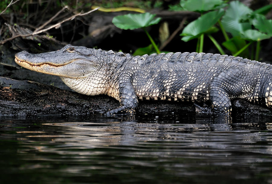 Dunns Creek Gator 033109-57  : Critters : Will Dickey Florida Fine Art Nature and Wildlife Photography - Images of Florida's First Coast - Nature and Landscape Photographs of Jacksonville, St. Augustine, Florida nature preserves