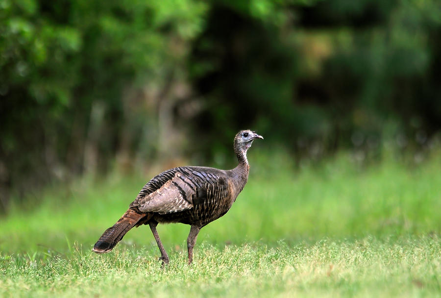 Dunns Creek 
Turkey                    033109-133  : Critters : Will Dickey Florida Fine Art Nature and Wildlife Photography - Images of Florida's First Coast - Nature and Landscape Photographs of Jacksonville, St. Augustine, Florida nature preserves