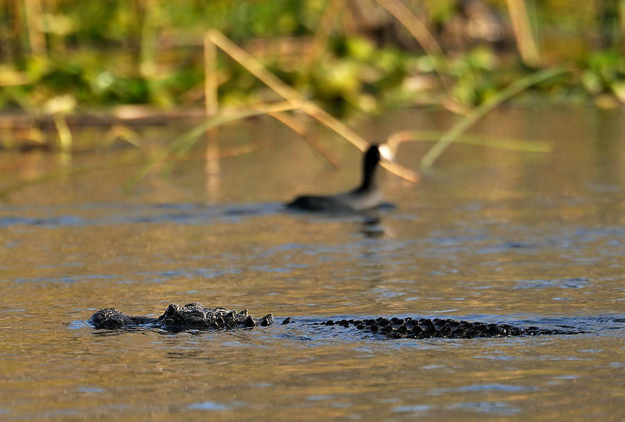 Gator And Coot    010111-274  : Critters : Will Dickey Florida Fine Art Nature and Wildlife Photography - Images of Florida's First Coast - Nature and Landscape Photographs of Jacksonville, St. Augustine, Florida nature preserves