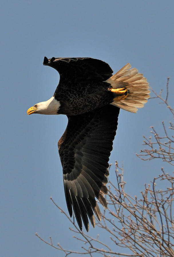 Goodbys Creek Eagle 031109-13  : Critters : Will Dickey Florida Fine Art Nature and Wildlife Photography - Images of Florida's First Coast - Nature and Landscape Photographs of Jacksonville, St. Augustine, Florida nature preserves