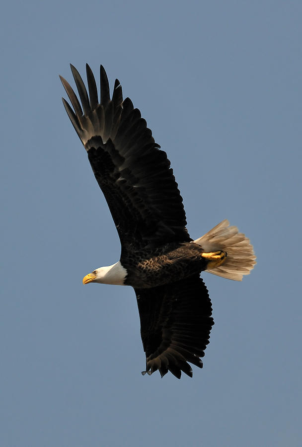 Goodbys Creek Eagle 031109-14  : Critters : Will Dickey Florida Fine Art Nature and Wildlife Photography - Images of Florida's First Coast - Nature and Landscape Photographs of Jacksonville, St. Augustine, Florida nature preserves