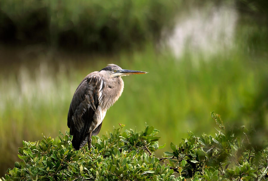 Great Blue Heron 071109-47  : Critters : Will Dickey Florida Fine Art Nature and Wildlife Photography - Images of Florida's First Coast - Nature and Landscape Photographs of Jacksonville, St. Augustine, Florida nature preserves