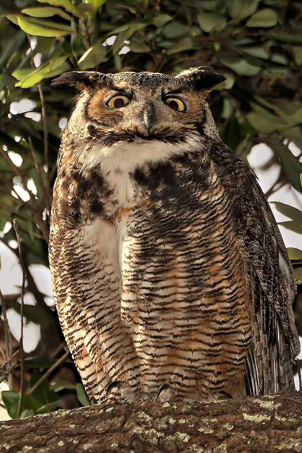 Great Horned Owl 030710-26  : Critters : Will Dickey Florida Fine Art Nature and Wildlife Photography - Images of Florida's First Coast - Nature and Landscape Photographs of Jacksonville, St. Augustine, Florida nature preserves
