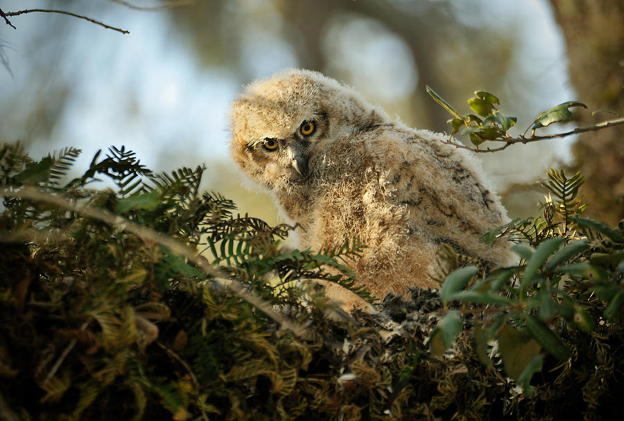 Great Horned Owl Chick 
030710-95  : Critters : Will Dickey Florida Fine Art Nature and Wildlife Photography - Images of Florida's First Coast - Nature and Landscape Photographs of Jacksonville, St. Augustine, Florida nature preserves
