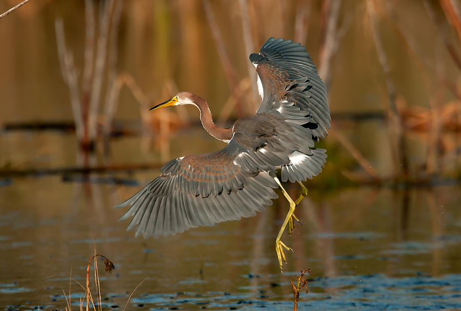 Guana Tricolored Heron        081011-466  : Critters : Will Dickey Florida Fine Art Nature and Wildlife Photography - Images of Florida's First Coast - Nature and Landscape Photographs of Jacksonville, St. Augustine, Florida nature preserves