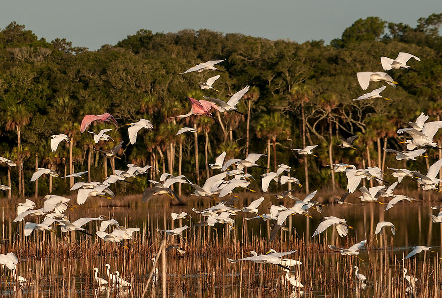 Guana Lake Birds 
081011-359  : Critters : Will Dickey Florida Fine Art Nature and Wildlife Photography - Images of Florida's First Coast - Nature and Landscape Photographs of Jacksonville, St. Augustine, Florida nature preserves