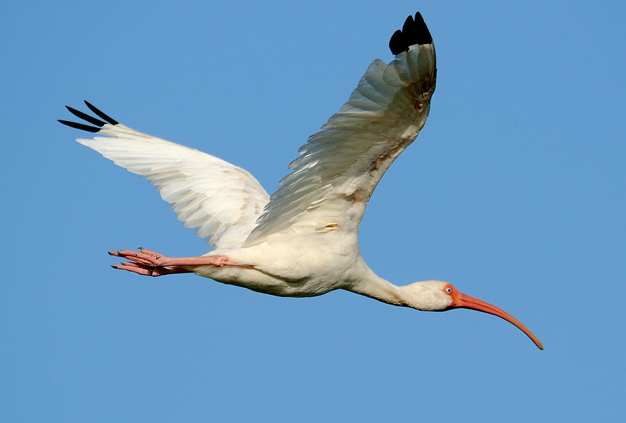 Guana Lake Ibis    102608-236  : Critters : Will Dickey Florida Fine Art Nature and Wildlife Photography - Images of Florida's First Coast - Nature and Landscape Photographs of Jacksonville, St. Augustine, Florida nature preserves