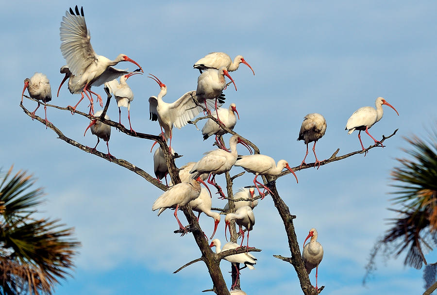 Guana Lake Ibis Tree 112608-59  : Critters : Will Dickey Florida Fine Art Nature and Wildlife Photography - Images of Florida's First Coast - Nature and Landscape Photographs of Jacksonville, St. Augustine, Florida nature preserves