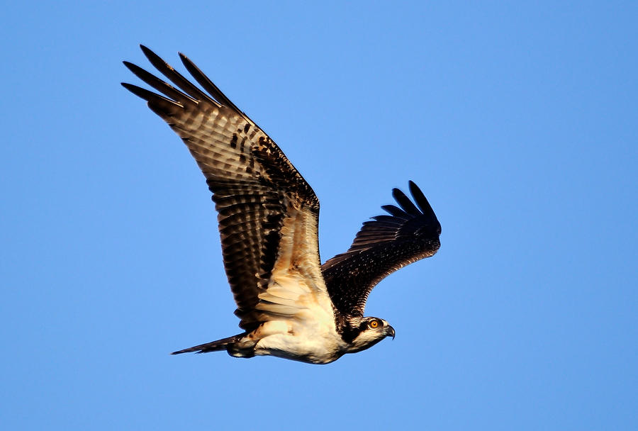 Guana LakeOsprey 102608-114  : Critters : Will Dickey Florida Fine Art Nature and Wildlife Photography - Images of Florida's First Coast - Nature and Landscape Photographs of Jacksonville, St. Augustine, Florida nature preserves