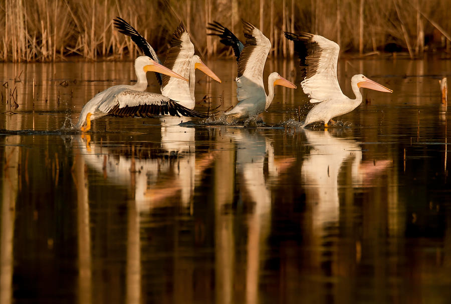 Guana Lake Pelicans 081011-370  : Critters : Will Dickey Florida Fine Art Nature and Wildlife Photography - Images of Florida's First Coast - Nature and Landscape Photographs of Jacksonville, St. Augustine, Florida nature preserves