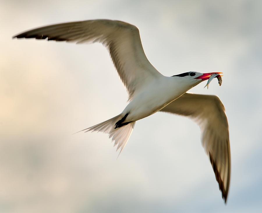 Huguenot Royal Tern 070510-191  : Critters : Will Dickey Florida Fine Art Nature and Wildlife Photography - Images of Florida's First Coast - Nature and Landscape Photographs of Jacksonville, St. Augustine, Florida nature preserves