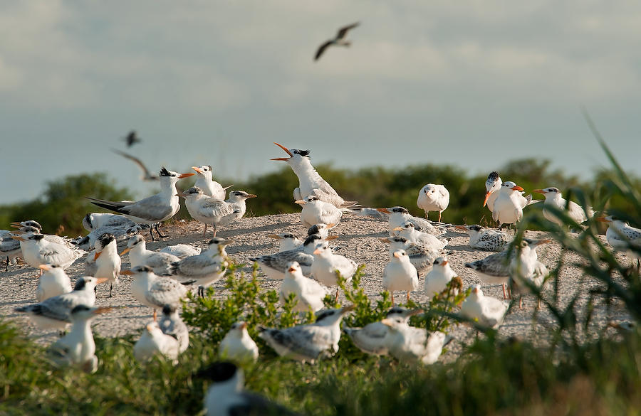 Huguenot Royal Terns 070510-144  : Critters : Will Dickey Florida Fine Art Nature and Wildlife Photography - Images of Florida's First Coast - Nature and Landscape Photographs of Jacksonville, St. Augustine, Florida nature preserves