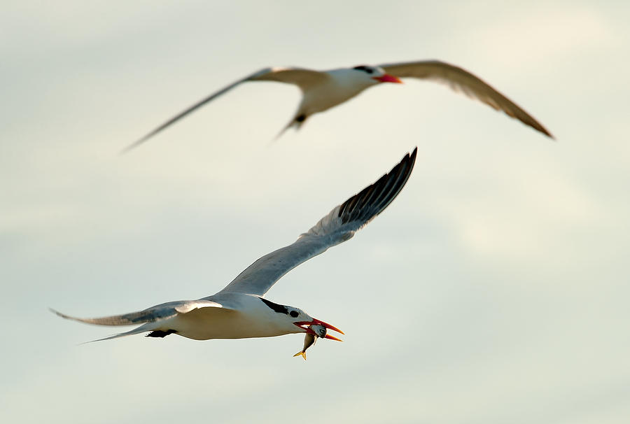 Huguenot Royal Terns 070510-207  : Critters : Will Dickey Florida Fine Art Nature and Wildlife Photography - Images of Florida's First Coast - Nature and Landscape Photographs of Jacksonville, St. Augustine, Florida nature preserves