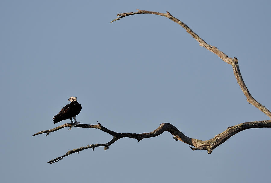 Longs Landing Osprey 060908-172  : Critters : Will Dickey Florida Fine Art Nature and Wildlife Photography - Images of Florida's First Coast - Nature and Landscape Photographs of Jacksonville, St. Augustine, Florida nature preserves