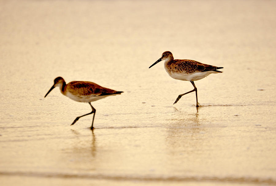 Marching Sandpipers 082609-234  : Critters : Will Dickey Florida Fine Art Nature and Wildlife Photography - Images of Florida's First Coast - Nature and Landscape Photographs of Jacksonville, St. Augustine, Florida nature preserves