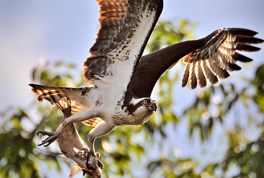 Osprey And Fish   040810-255  : Critters : Will Dickey Florida Fine Art Nature and Wildlife Photography - Images of Florida's First Coast - Nature and Landscape Photographs of Jacksonville, St. Augustine, Florida nature preserves