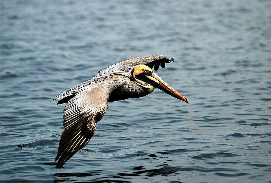 St. Johns River Pelican 032103-A11  : Critters : Will Dickey Florida Fine Art Nature and Wildlife Photography - Images of Florida's First Coast - Nature and Landscape Photographs of Jacksonville, St. Augustine, Florida nature preserves
