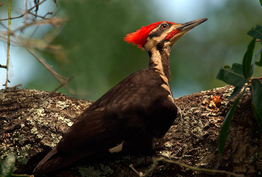 Pileated Woodpecker 051504-155  : Critters : Will Dickey Florida Fine Art Nature and Wildlife Photography - Images of Florida's First Coast - Nature and Landscape Photographs of Jacksonville, St. Augustine, Florida nature preserves