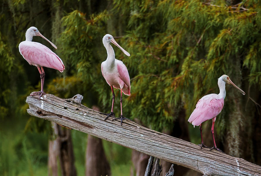 Roseate Spoonbills 083011-714  : Critters : Will Dickey Florida Fine Art Nature and Wildlife Photography - Images of Florida's First Coast - Nature and Landscape Photographs of Jacksonville, St. Augustine, Florida nature preserves