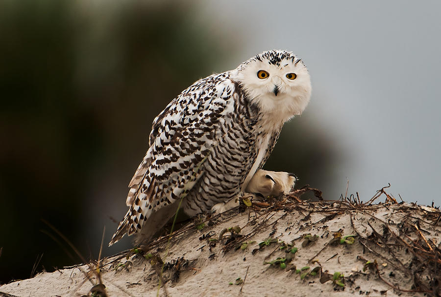 Snowy Owl Stare            010214-390  : Critters : Will Dickey Florida Fine Art Nature and Wildlife Photography - Images of Florida's First Coast - Nature and Landscape Photographs of Jacksonville, St. Augustine, Florida nature preserves