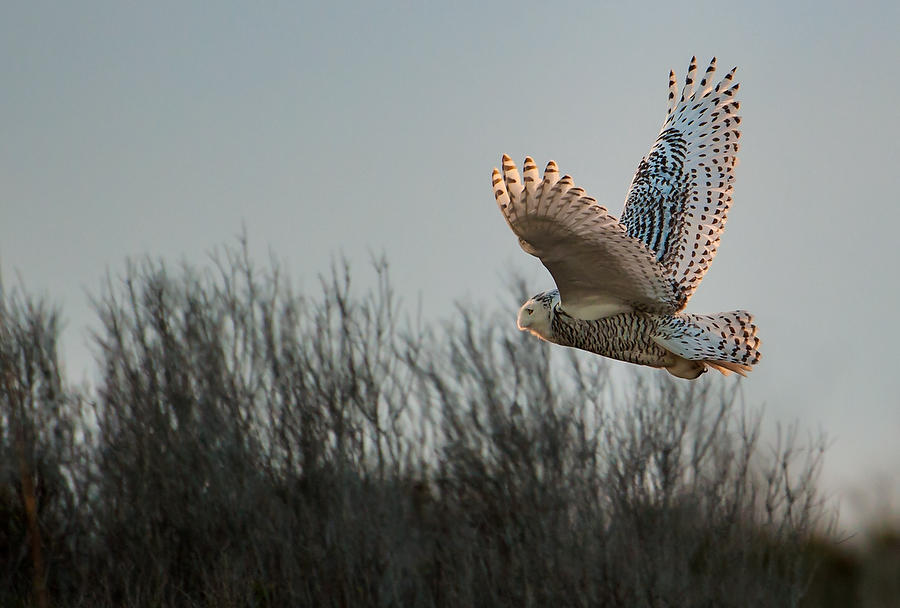 Snowy Owl Sunset 010613-394  : Critters : Will Dickey Florida Fine Art Nature and Wildlife Photography - Images of Florida's First Coast - Nature and Landscape Photographs of Jacksonville, St. Augustine, Florida nature preserves