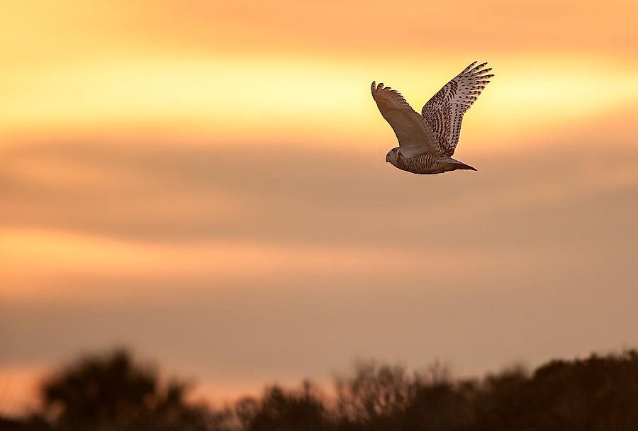Snowy Owl Sunset
010614-402   : Critters : Will Dickey Florida Fine Art Nature and Wildlife Photography - Images of Florida's First Coast - Nature and Landscape Photographs of Jacksonville, St. Augustine, Florida nature preserves