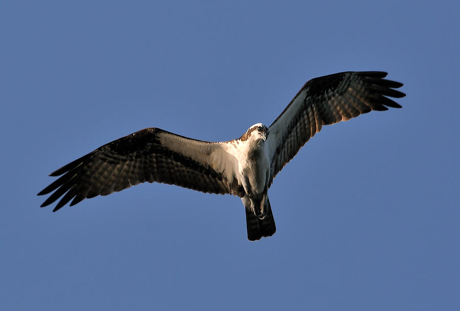 St. Johns River Osprey 031009-133  : Critters : Will Dickey Florida Fine Art Nature and Wildlife Photography - Images of Florida's First Coast - Nature and Landscape Photographs of Jacksonville, St. Augustine, Florida nature preserves