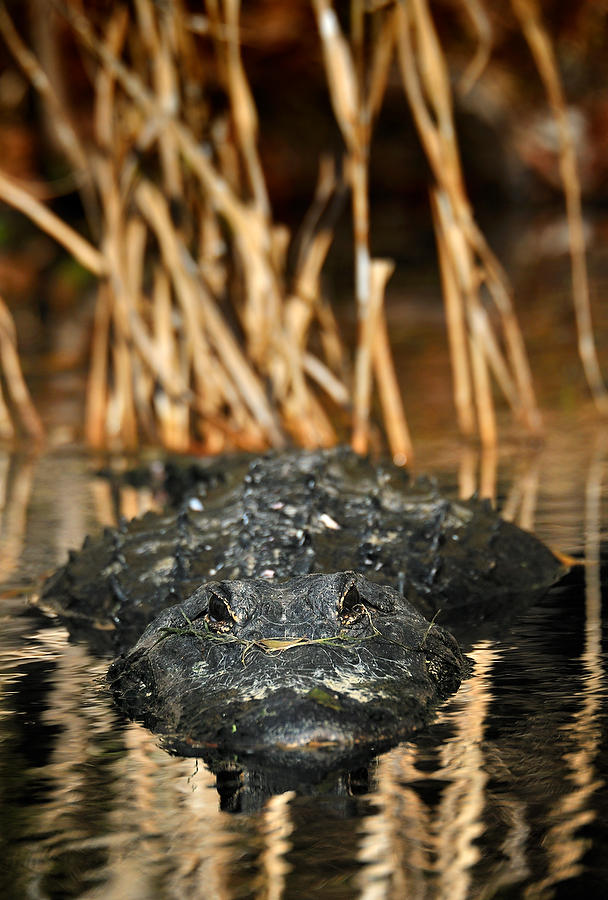 Wakulla Gator       010111-346  : Critters : Will Dickey Florida Fine Art Nature and Wildlife Photography - Images of Florida's First Coast - Nature and Landscape Photographs of Jacksonville, St. Augustine, Florida nature preserves