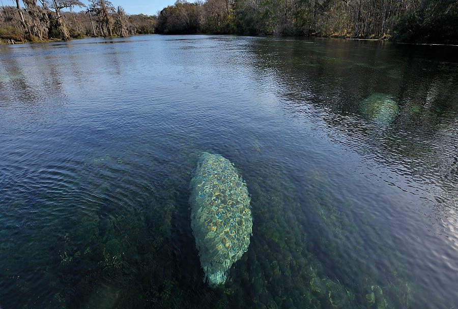 Wakulla Springs Manatee 010111-165  : Critters : Will Dickey Florida Fine Art Nature and Wildlife Photography - Images of Florida's First Coast - Nature and Landscape Photographs of Jacksonville, St. Augustine, Florida nature preserves