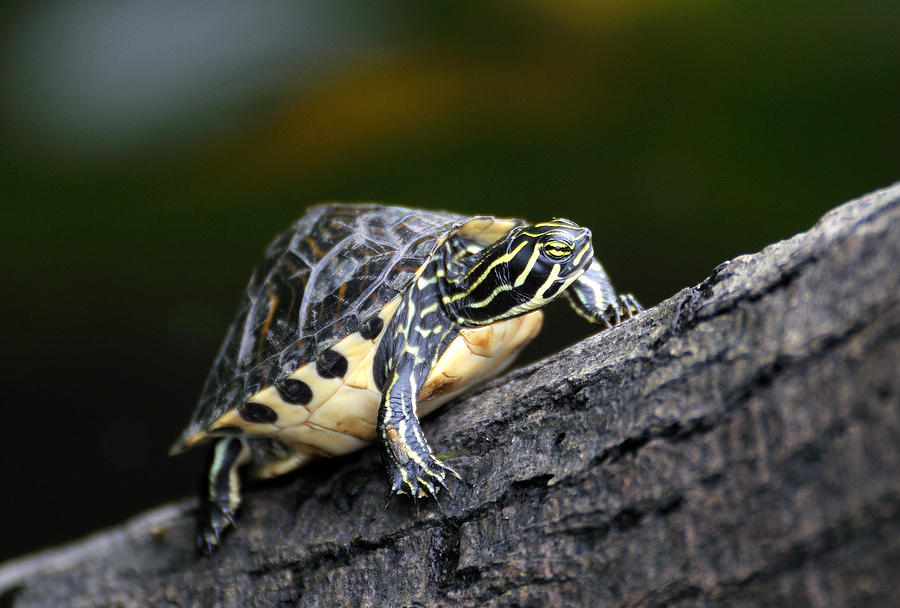 Baby Cooter          033109-25 : Critters : Will Dickey Florida Fine Art Nature and Wildlife Photography - Images of Florida's First Coast - Nature and Landscape Photographs of Jacksonville, St. Augustine, Florida nature preserves