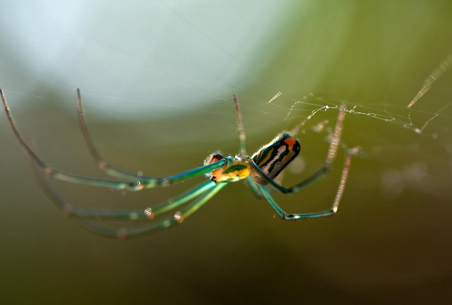 Backyard Spider   061310-52 : Critters : Will Dickey Florida Fine Art Nature and Wildlife Photography - Images of Florida's First Coast - Nature and Landscape Photographs of Jacksonville, St. Augustine, Florida nature preserves