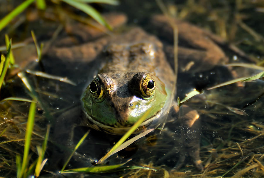 Bullfrog
061609-57 : Critters : Will Dickey Florida Fine Art Nature and Wildlife Photography - Images of Florida's First Coast - Nature and Landscape Photographs of Jacksonville, St. Augustine, Florida nature preserves