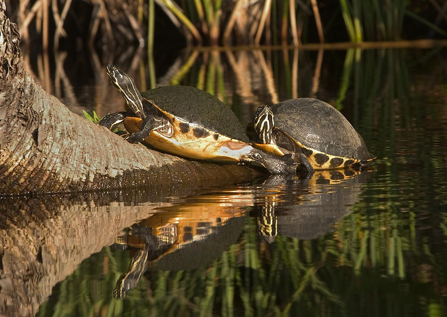 Salt Run Turtles    071605-B7 : Critters : Will Dickey Florida Fine Art Nature and Wildlife Photography - Images of Florida's First Coast - Nature and Landscape Photographs of Jacksonville, St. Augustine, Florida nature preserves