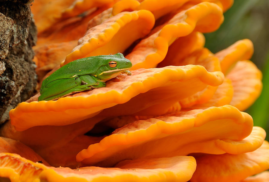 Tree Frog And Fungus 120909-59 : Critters : Will Dickey Florida Fine Art Nature and Wildlife Photography - Images of Florida's First Coast - Nature and Landscape Photographs of Jacksonville, St. Augustine, Florida nature preserves