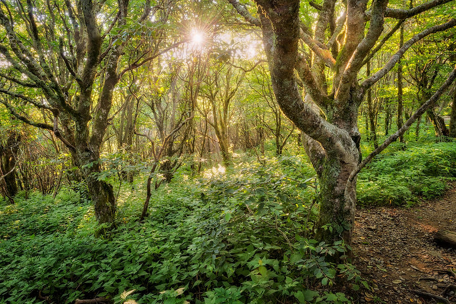 Craggy Gardens Thicket 073017-134  : Appalachian Mountains : Will Dickey Florida Fine Art Nature and Wildlife Photography - Images of Florida's First Coast - Nature and Landscape Photographs of Jacksonville, St. Augustine, Florida nature preserves