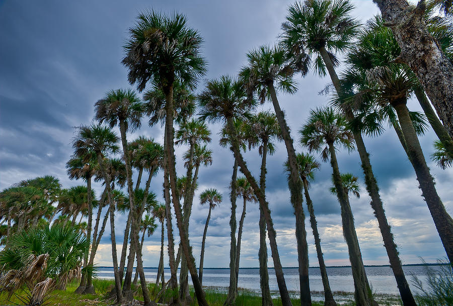 Lake Harney Palms 083011-531 : Waterways and Woods  : Will Dickey Florida Fine Art Nature and Wildlife Photography - Images of Florida's First Coast - Nature and Landscape Photographs of Jacksonville, St. Augustine, Florida nature preserves