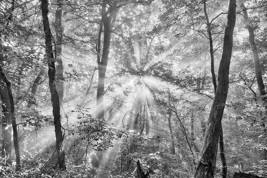 Pisgah Forest Mist 072917-138BW : Black and White : Will Dickey Florida Fine Art Nature and Wildlife Photography - Images of Florida's First Coast - Nature and Landscape Photographs of Jacksonville, St. Augustine, Florida nature preserves