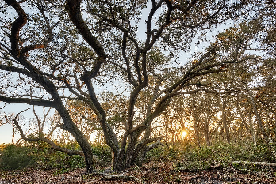 Big Talbot Oaks    121217-135 : Timucuan Preserve  : Will Dickey Florida Fine Art Nature and Wildlife Photography - Images of Florida's First Coast - Nature and Landscape Photographs of Jacksonville, St. Augustine, Florida nature preserves