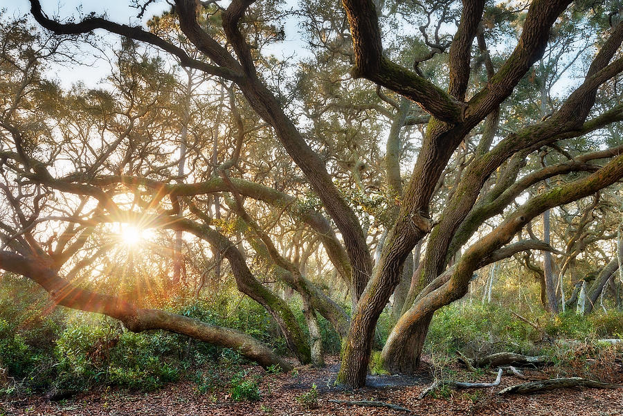 Big Talbot Oaks    121217-175 : Timucuan Preserve  : Will Dickey Florida Fine Art Nature and Wildlife Photography - Images of Florida's First Coast - Nature and Landscape Photographs of Jacksonville, St. Augustine, Florida nature preserves