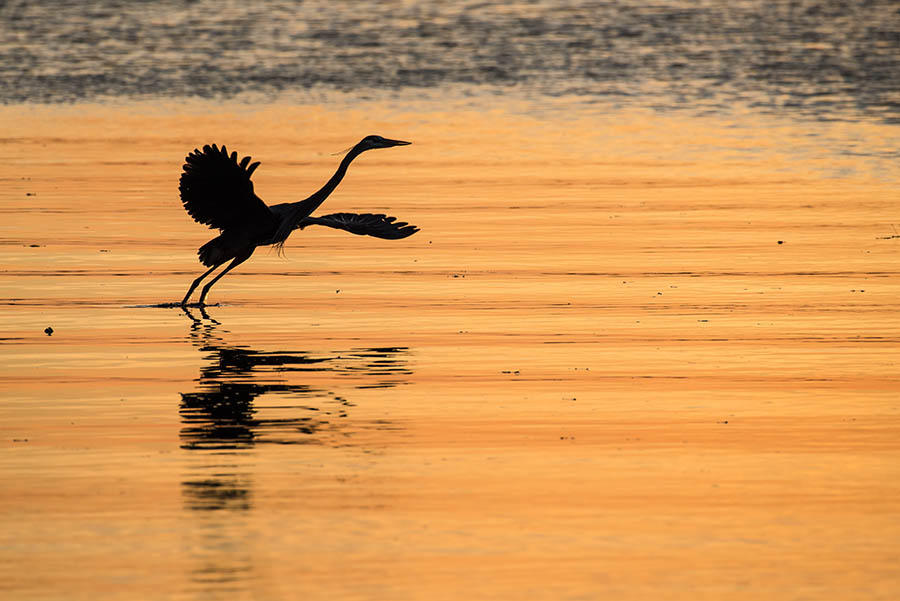 Great Blue Heron Flight
020818-95 : Critters : Will Dickey Florida Fine Art Nature and Wildlife Photography - Images of Florida's First Coast - Nature and Landscape Photographs of Jacksonville, St. Augustine, Florida nature preserves