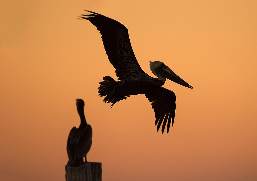 Pelicans At Dusk   030318-133 : Critters : Will Dickey Florida Fine Art Nature and Wildlife Photography - Images of Florida's First Coast - Nature and Landscape Photographs of Jacksonville, St. Augustine, Florida nature preserves