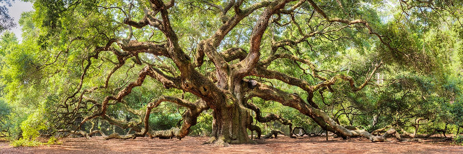 Angel Oak 
082616-86P : Panoramas and Cityscapes : Will Dickey Florida Fine Art Nature and Wildlife Photography - Images of Florida's First Coast - Nature and Landscape Photographs of Jacksonville, St. Augustine, Florida nature preserves