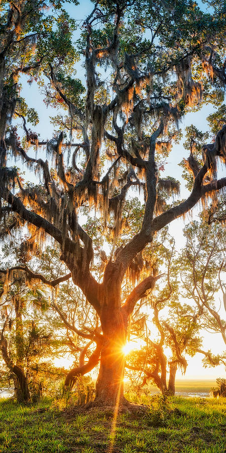 Cedar Point Sunrise 112016-P : Panoramas and Cityscapes : Will Dickey Florida Fine Art Nature and Wildlife Photography - Images of Florida's First Coast - Nature and Landscape Photographs of Jacksonville, St. Augustine, Florida nature preserves