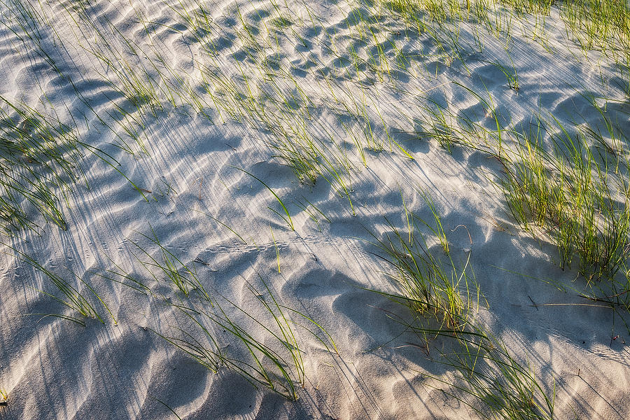 Big Talbot Dune Tracks 042918-189 : Timucuan Preserve : Will Dickey Florida Fine Art Nature and Wildlife Photography - Images of Florida's First Coast - Nature and Landscape Photographs of Jacksonville, St. Augustine, Florida nature preserves