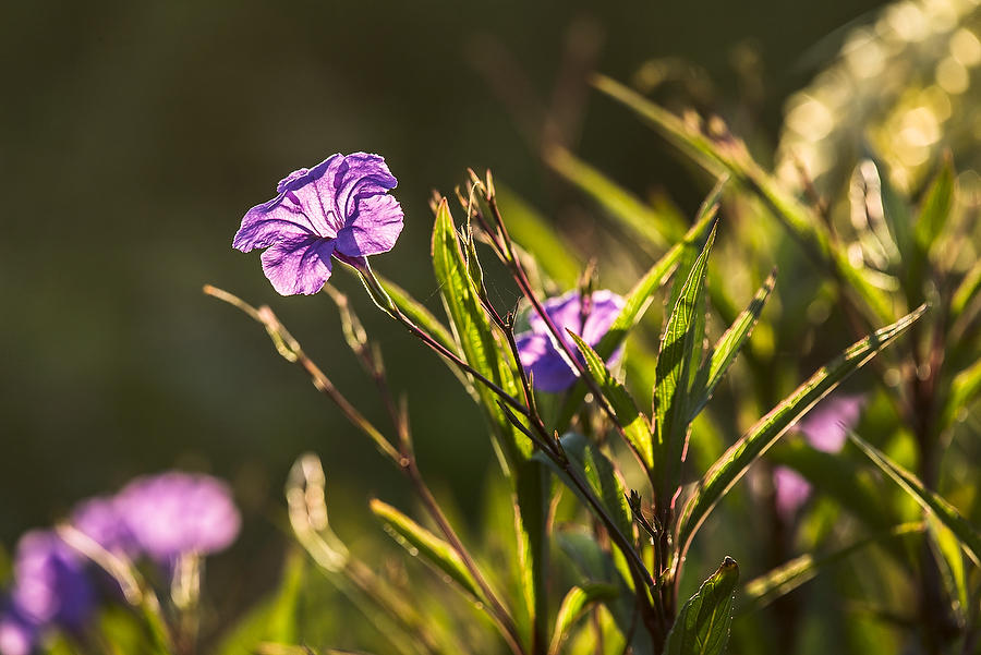 Mexican Petunias 
070118-592 : Blooms : Will Dickey Florida Fine Art Nature and Wildlife Photography - Images of Florida's First Coast - Nature and Landscape Photographs of Jacksonville, St. Augustine, Florida nature preserves