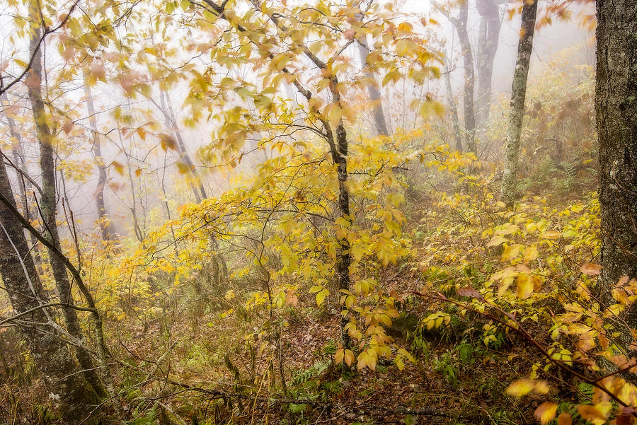 Craggy Mountain Rain 102718-127 : Appalachian Mountains : Will Dickey Florida Fine Art Nature and Wildlife Photography - Images of Florida's First Coast - Nature and Landscape Photographs of Jacksonville, St. Augustine, Florida nature preserves