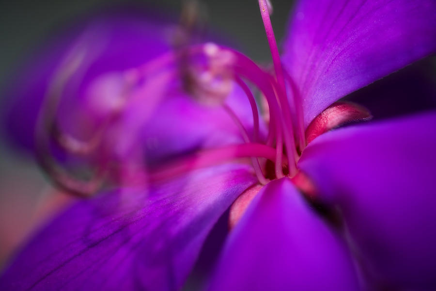 Tibouchina 2
021419-14 : Blooms : Will Dickey Florida Fine Art Nature and Wildlife Photography - Images of Florida's First Coast - Nature and Landscape Photographs of Jacksonville, St. Augustine, Florida nature preserves